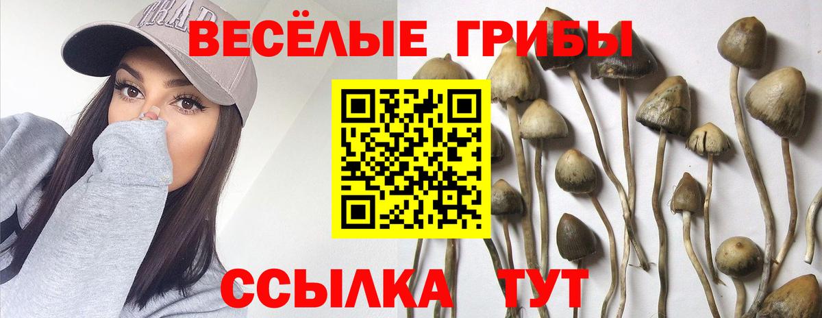 Псилоцибиновые грибы MAGIC MUSHROOMS  Галлюциногенные грибы Cubensis  Конаково  Вход с VPN 